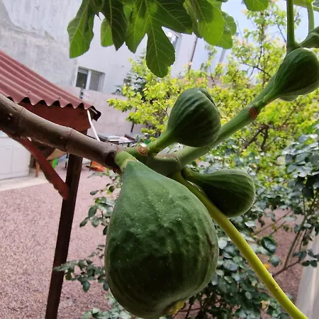 Dms Family House Hostel